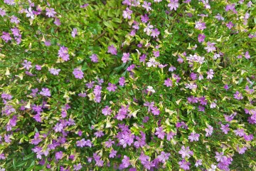 Što znate o biljci japanska mirta?