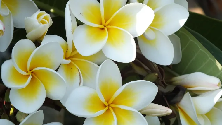 Lažni jasmin biljka posebno ugodnog mirisa