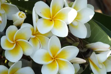 Lažni jasmin biljka posebno ugodnog mirisa