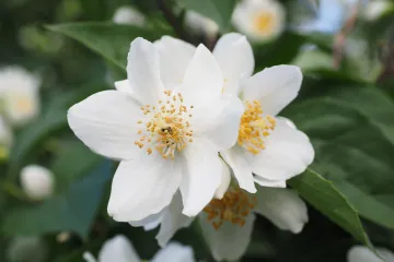 Arapski jasmin - sobni jasmin izuzetnog mirisa