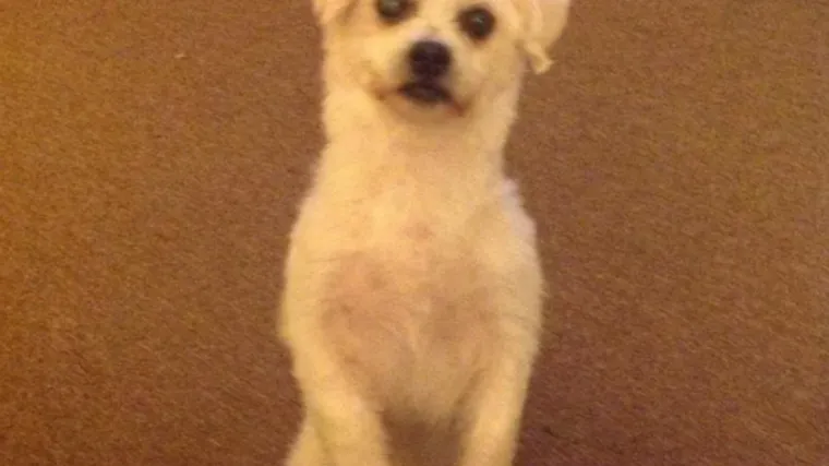 Mu&scaron;karac zakopao živog psa biv&scaron;e djevojke: 'Nije se slagao s mojom mačkom'