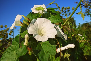 Biljka slak - ljekovita biljka za koju možda i niste znali