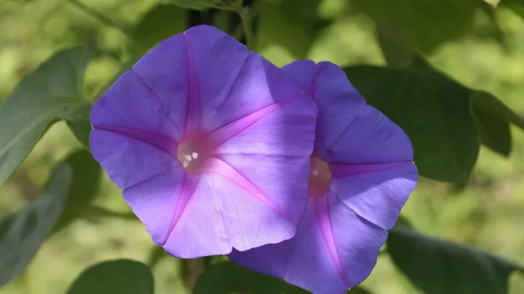 Slak cvijet ali slak i kao ljekovita biljka