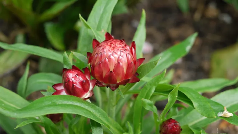 Slamnati cvijet - cvijet zanimljiva izgleda i naziva