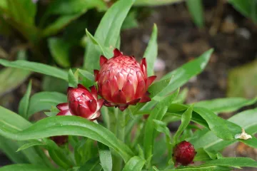 Slamnati cvijet - cvijet zanimljiva izgleda i naziva