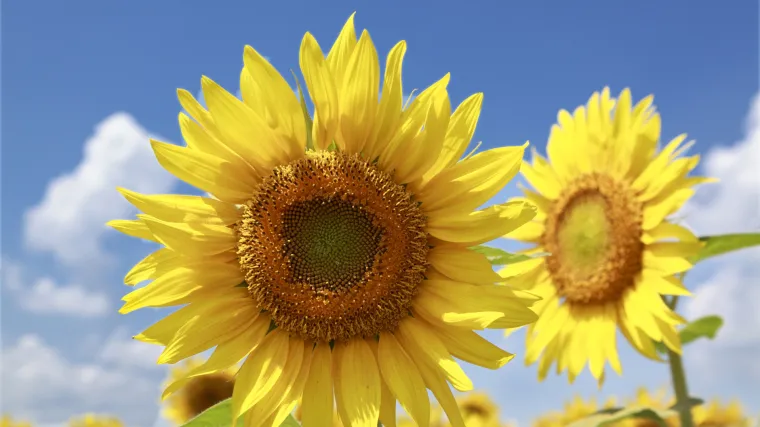 Nezahtjevne trajnice za vrt