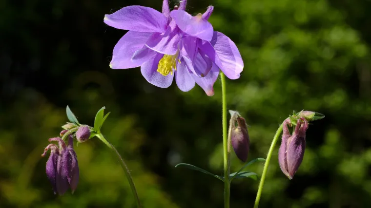 Pakujac i njegov uzgoj