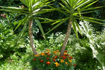 Vrtna juka - vrtna krasotica otporna na zimu