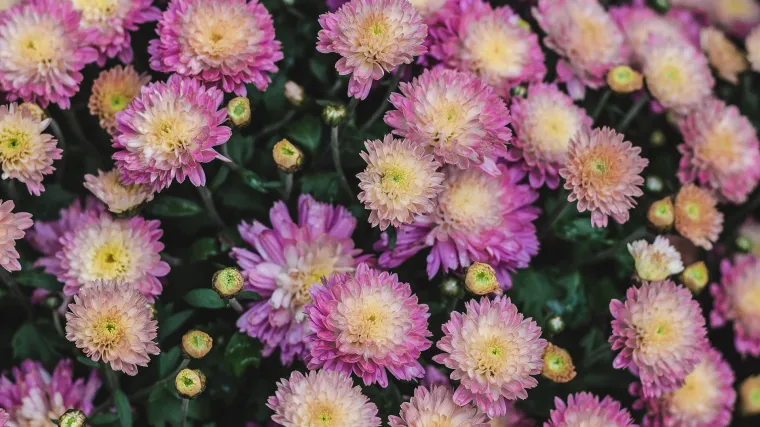 Koje cvijeće saditi u jesen