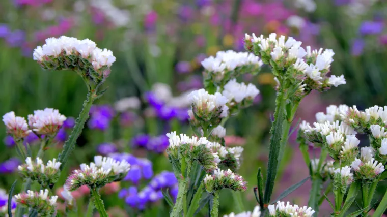 Statica cvijet - čest cvijet u buketima ali i u vrtovima