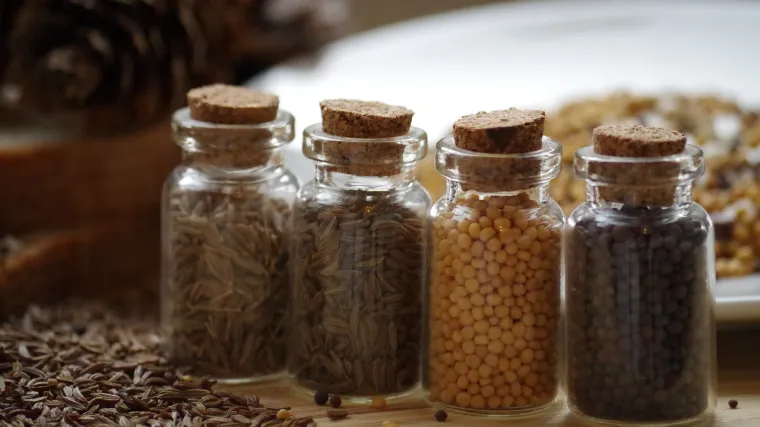 Biljka kumin kao začin i lijek