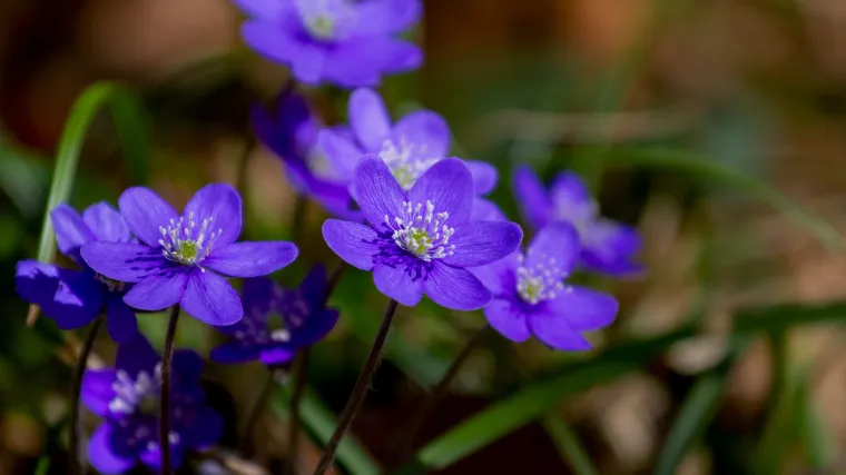 Šumarica jetrenka biljka koja liječi bronhitis