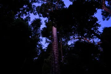 Otkrio nam je kakvo je stanje hrvatskih prašuma