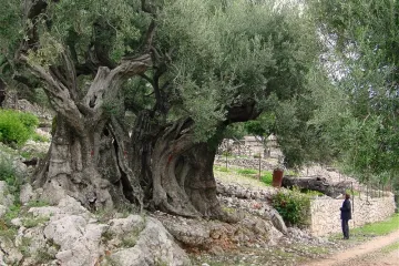 Divlja maslina i njezin potencijal u oplemenjivanju maslina