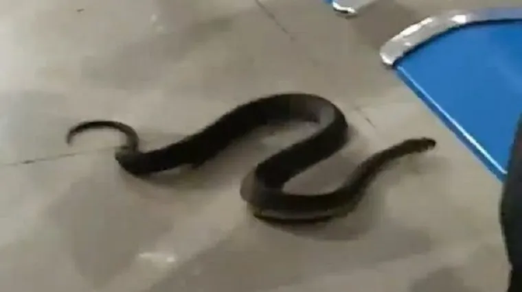 Gigantska zmija gmizala među ljudima na aerodromu, odmah je krenulo vri&scaron;tanje i panika