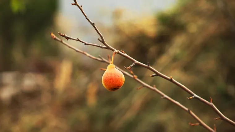 Kruška ječmenka uskoro će biti zaboravljena sorta