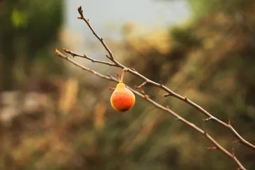 Kruška ječmenka uskoro će biti zaboravljena sorta