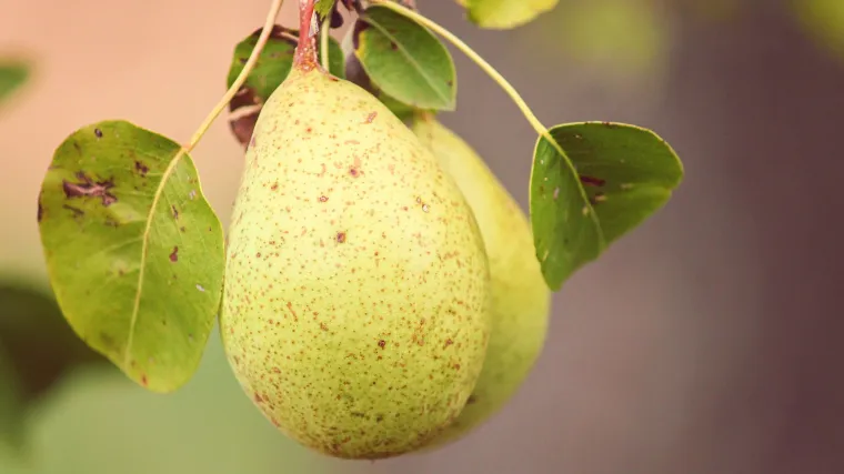 Kruška tepka od davnina poznata stara sorta