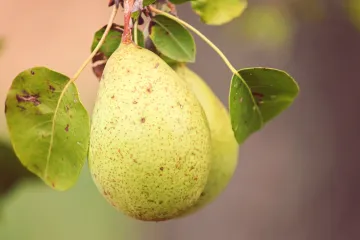 Kruška tepka od davnina poznata stara sorta