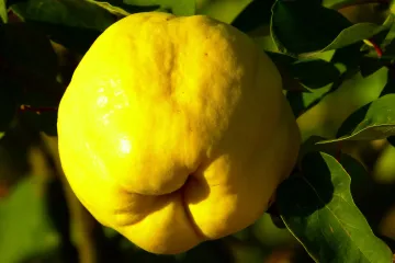 Koje sorte dunje poznajete?