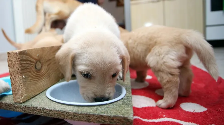 Prigu&scaron;eno cviljenje otkrilo zabranjeni teret: Talijani u kombiju vozili vi&scaron;e od 100 &scaron;tenaca