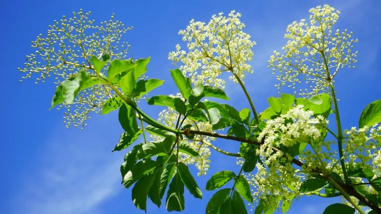 Obogatite svoj vrt uz ljekovito bazga drvo i iskoristite blagodati