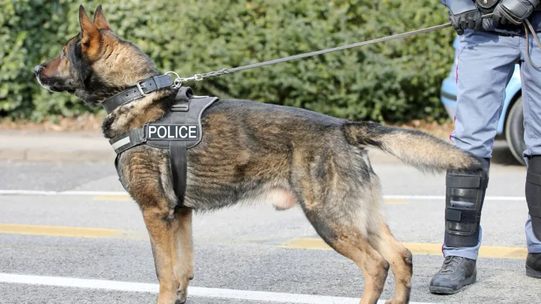 Policijski pas nasmrt izgrizao ženu: Glava joj je bila krvava, a životinja je bila na njoj