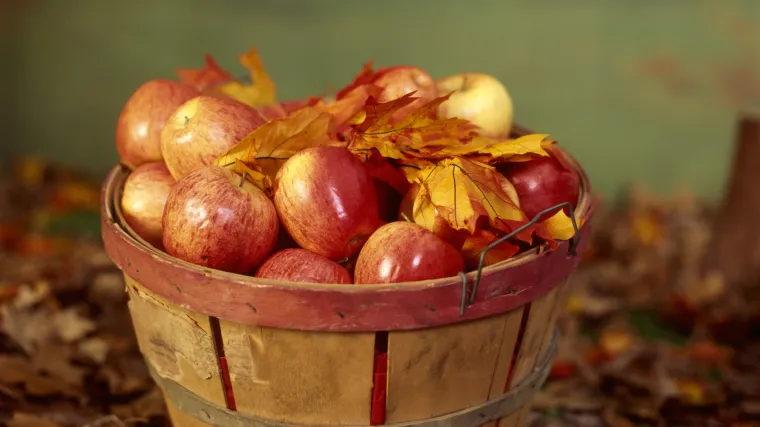 Jabuka braeburn - prvoklasna desertna jabuka