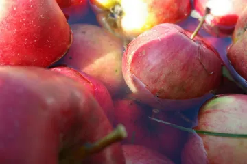 Jabuka gala - aromatična sorta jabuka