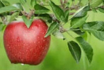 Jabuka božićnica - sorta jabuka koja se sve rjeđe uzgaja