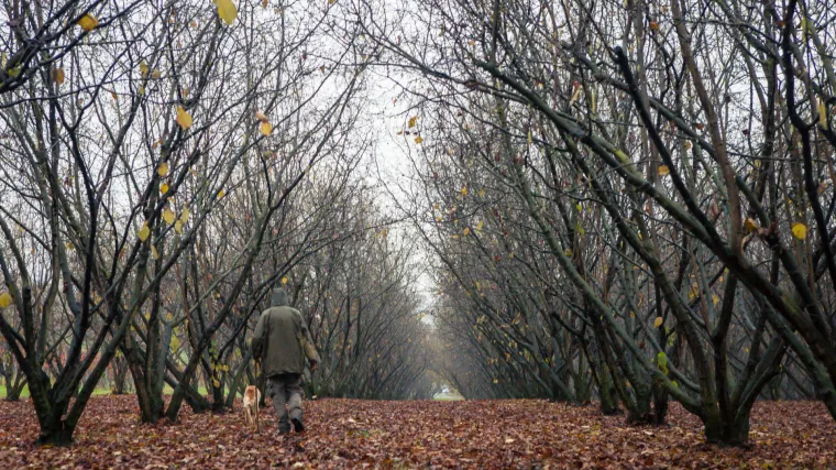 Psi za tartufe čupaju stabla kako bi se domogli delicije