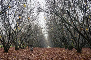 Psi za tartufe čupaju stabla kako bi se domogli delicije