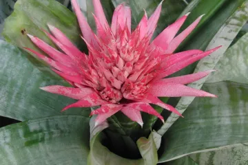 Ehmeja biljka - sobna biljka prekrasnog cvijeta