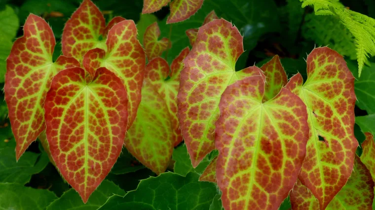 Biskupska kapica kao pokrivač tla i ukrasna biljka