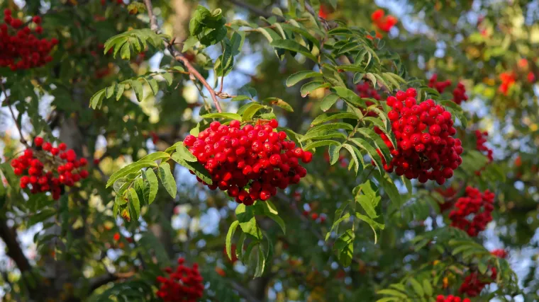 Planinska jarebika Hrvatska autohtona vrsta