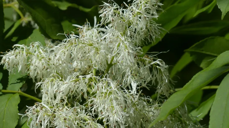 Crni jasen - ukrasno i ljekovito drvo