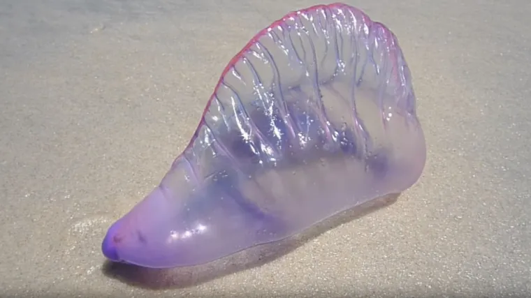 U Jadranu se pojavila jedna od najotrovnijih životinja