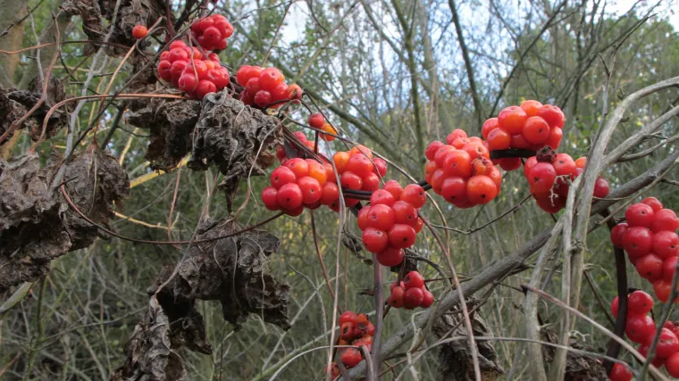 Biljka kuka jestiva je ali i vrlo otrovna biljka
