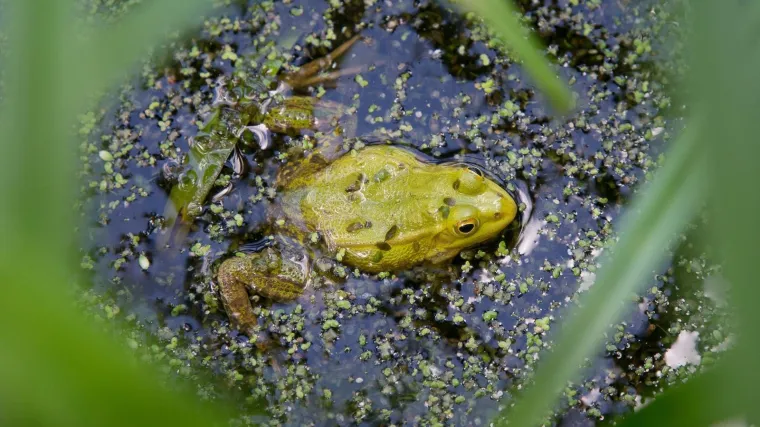 Užas! Pojeli su gotovo cijelu salatu kad je izvirila živa žaba: 'Kako je preživjela dva dana?!'