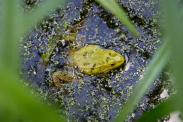 Užas! Pojeli su gotovo cijelu salatu kad je izvirila živa žaba: 'Kako je preživjela dva dana?!'