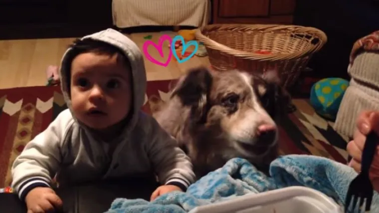 Učila bebu reći 'mama', reakcija psa sve iznenadila: 'Sve za klopu'