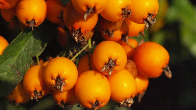 Mukinja biljka staro je pučko ljekovito sredstvo ali i ukrasna biljka