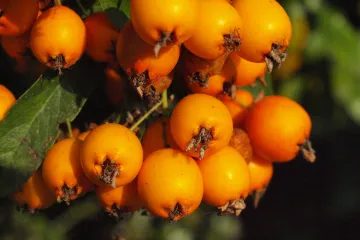Mukinja biljka staro je pučko ljekovito sredstvo ali i ukrasna biljka