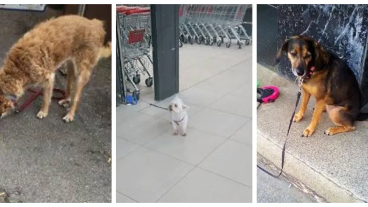 'Pasi isprid dućana': Odano čekaju svog vlasnika da obavi &scaron;oping, a sada imaju i svoju FB stranicu