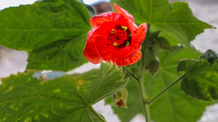 Sobni javor - ukrasni javor koji voli topla podneblja