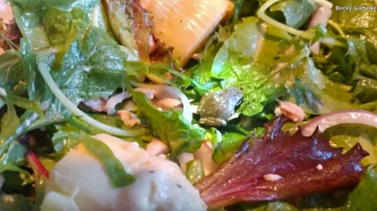 'Živjela je u našem hladnjaku dva dana, pustio sam je u vrt i odskakutala je'