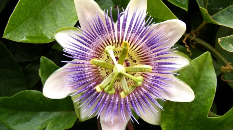 Pasiflora uzgoj i njega ukrasne i ljekovite biljke