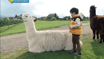 Kad životinje polude