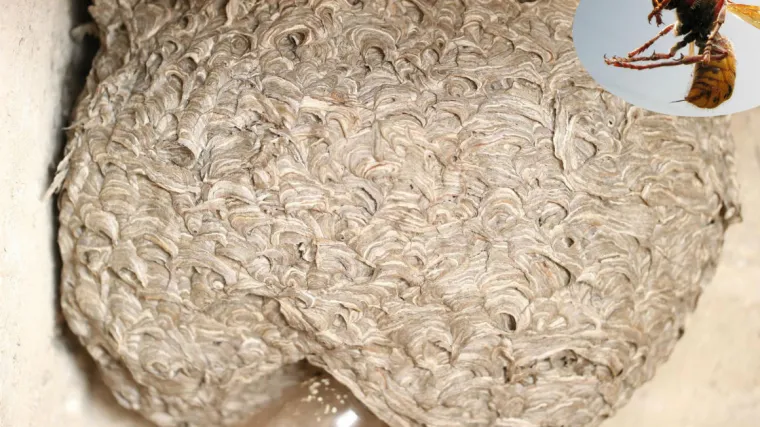 Baka u kući prona&scaron;la ogromno gnijezdo str&scaron;ljena: 'Sat i pol smo se borili s njima...'