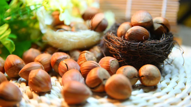 Sadnja lješnjaka u proljeće ili jesen: doznajte što je bolje i zašto